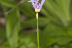 Shooting Star, Dodecatheon meadia