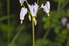 Shooting Star, Dodecatheon meadia