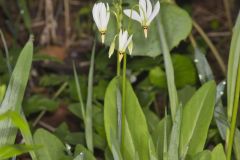 Shooting Star, Dodecatheon meadia