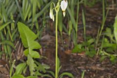 Shooting Star, Dodecatheon meadia