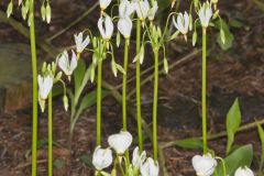 Shooting Star, Dodecatheon meadia