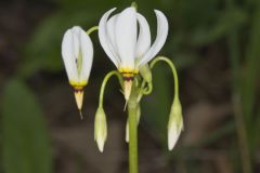 Shooting Star, Dodecatheon meadia