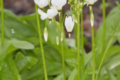 Shooting Star, Dodecatheon meadia