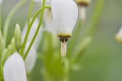 Shooting Star, Dodecatheon meadia