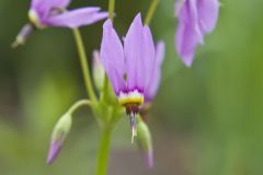 Shooting Star, Dodecatheon meadia