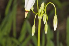 Shooting Star, Dodecatheon meadia