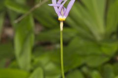 Shooting Star, Dodecatheon meadia