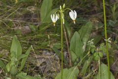 Shooting Star, Dodecatheon meadia