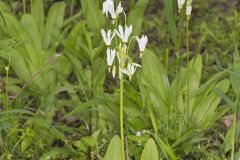 Shooting Star, Dodecatheon meadia