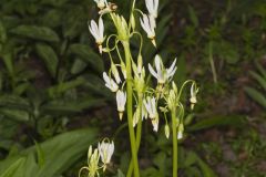Shooting Star, Dodecatheon meadia