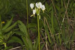 Shooting Star, Dodecatheon meadia