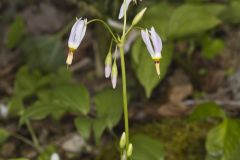 Shooting Star, Dodecatheon meadia