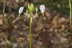 Shooting Star, Dodecatheon meadia