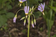 Shooting Star, Dodecatheon meadia