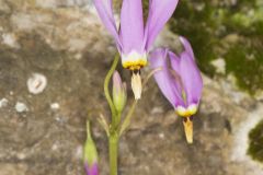 Shooting Star, Dodecatheon meadia