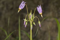 Shooting Star, Dodecatheon meadia