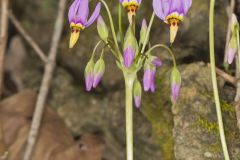 Shooting Star, Dodecatheon meadia