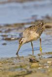 Short-billed Dowitcher, Limnodromus griseus