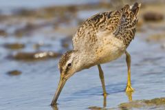 Short-billed Dowitcher