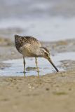 Short-billed Dowitcher, Limnodromus griseus