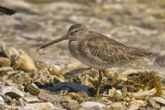 Short-billed Dowitcher, Limnodromus griseus