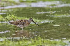 Short-billed Dowitcher, Limnodromus griseus