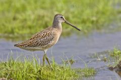 Short-billed Dowitcher, Limnodromus griseus