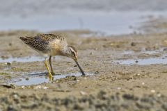 Short-billed Dowitcher, Limnodromus griseus
