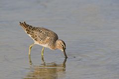 Short-billed Dowitcher, Limnodromus griseus