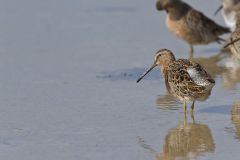 Short-billed Dowitcher, Limnodromus griseus