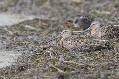 Short-billed Dowitcher, Limnodromus griseus