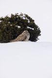 Short-eared Owl, Asio flammeus