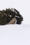 Short-eared Owl, Asio flammeus