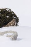 Short-eared Owl, Asio flammeus