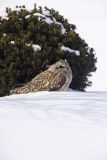 Short-eared Owl, Asio flammeus