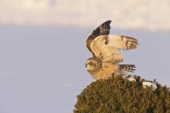 Short-eared Owl, Asio flammeus