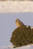 Short-eared Owl, Asio flammeus