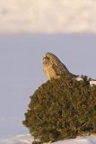 Short-eared Owl, Asio flammeus