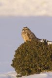 Short-eared Owl, Asio flammeus