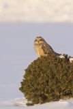 Short-eared Owl, Asio flammeus