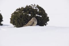 Short-eared Owl, Asio flammeus