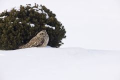 Short-eared Owl, Asio flammeus