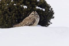 Short-eared Owl, Asio flammeus