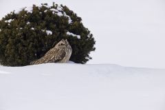 Short-eared Owl, Asio flammeus