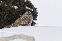 Short-eared Owl, Asio flammeus