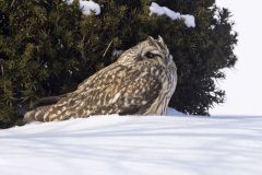 Short-eared Owl, Asio flammeus