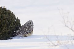 Short-eared Owl, Asio flammeus