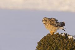 Short-eared Owl, Asio flammeus