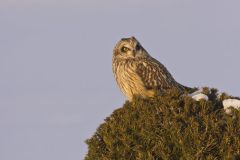 Short-eared Owl, Asio flammeus