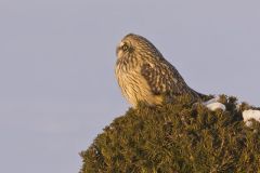 Short-eared Owl, Asio flammeus